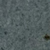 Shale